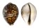 CYPRAEIDAE CYPRAEA TIGRIS shell