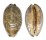 CYPRAEIDAE MAURITIA EGLANTINA shell