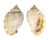 CASSIDAE PHALIUM BANDATUM shell
