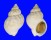 BUCCINIDAE BUCCINUM UNDATUM shell