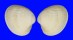 VENERIDAE AUSTROVENUS STUTCHBURYI shell