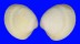 VENERIDAE AUSTROVENUS STUTCHBURYI shell