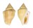 STROMBIDAE STROMBUS MUTABILIS CITRINUS shell