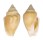 STROMBIDAE STROMBUS MUTABILIS CITRINUS shell