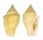 STROMBIDAE STROMBUS MUTABILIS CITRINUS shell