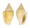 STROMBIDAE STROMBUS MUTABILIS CITRINUS shell