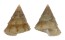 CALLIOSTOMATIDAE CALLIOSTOMA SCOBINATUM shell