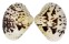 VENERIDAE LIOCONCHA FASTIGIATA shell