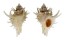 CORALLIOPHILIDAE BABELOMUREX CENTIMANUS shell