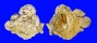 XENOPHORIDAE XENOPHORA CONCHYLIOPHORA shell