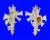MURICIDAE HOMALOCANTHA ZAMBOI shell