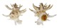 CORALLIOPHILIDAE BABELOMUREX SPINOSUS shell
