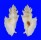 MURICIDAE PTERYNOTUS PELLUCIDUS shell