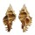 MURICIDAE CHICOREUS STRIGATUS shell