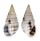 PYRAMIDELLIDAE PYRAMIDELLA VENTRICOSA shell