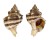 MURICIDAE HEXAPLEX TRUNCULUS shell