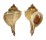 MURICIDAE BOLINUS BRANDARIS shell