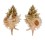 MURICIDAE MUREXIELLA JUDITHAE shell