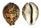 CYPRAEIDAE CYPRAEA TIGRIS shell