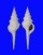 FASCIOLARIIDAE FUSINUS LONGISSIMUS shell