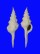 FASCIOLARIIDAE FUSINUS LONGISSIMUS shell