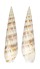 TEREBRIDAE TEREBRA CHLORATA shell