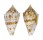 CONIDAE YEDDOCONUS GEERAERTSI shell