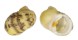 NERITIDAE NERITA PELORONTA shell
