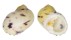 NERITIDAE NERITA PELORONTA shell