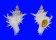 CORALLIOPHILIDAE BABELOMUREX CENTIMANUS shell