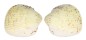 CARDIIDAE FRAGUM UNEDO shell