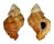 MURICIDAE VITULARIA MILIARIS shell
