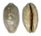 CYPRAEIDAE MAURITIA EGLANTINA shell