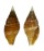 MITRIDAE CANCILLA HERRMANNI shell