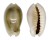 CYPRAEIDAE MONETARIA ANNULUS shell