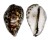 CYPRAEIDAE CYPRAEA TIGRIS shell