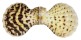PECTINIDAE SEMIPALLIUM FLAVICANS shell