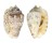 STROMBIDAE STROMBUS LENTIGINOSUS shell