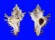 MURICIDAE CHICOREUS BRUNNEUS shell