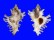 MURICIDAE CHICOREUS BRUNNEUS shell