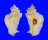 MURICIDAE PTERYNOTUS TRIPTERUS shell
