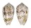 CONIDAE CONUS PULICARIUS shell