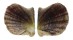 PTERIIDAE PINCTADA IMBRICATA shell