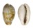 CYPRAEIDAE ZONARIA ZONARIA GAMBIENSIS shell