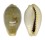 CYPRAEIDAE ERRONEA OVUM shell