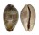 CYPRAEIDAE ZONARIA ZONARIA shell