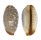CYPRAEIDAE STAPHYLEA LIMACINA shell