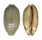 CYPRAEIDAE MAURITIA EGLANTINA shell