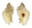 MURICIDAE PTERYNOTUS TRIPTERUS shell