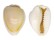 CYPRAEIDAE MONETARIA ANNULUS shell